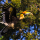A great Indian hornbill in its natural habitat in the Western Ghats.